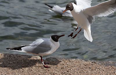 Black-headed Gull (Chroicocephalus ridibundus) [Søerne (København), Denmark]