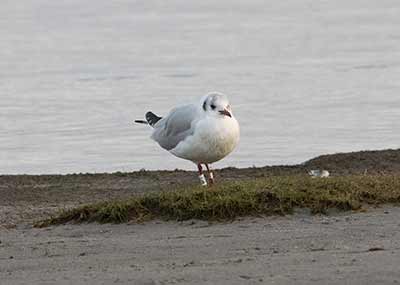 Black-headed Gull (Chroicocephalus ridibundus) [Amager Strandpark, Denmark]