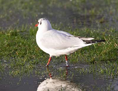 Black-headed Gull (Chroicocephalus ridibundus) [Amager Strandpark, Denmark]