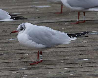 Black-headed Gull (Chroicocephalus ridibundus) [Søerne (København), Denmark]