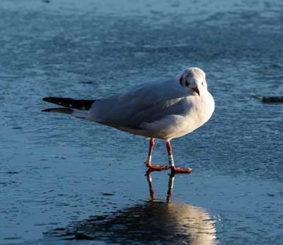 Black-headed Gull (Chroicocephalus ridibundus) [Søerne (København), Denmark]