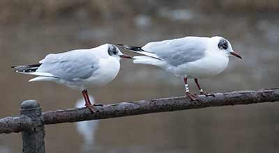 Black-headed Gull (Chroicocephalus ridibundus) [Christianshavns vold og voldgrav, Denmark]
