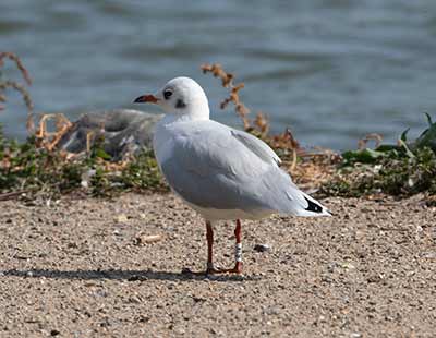 Black-headed Gull (Chroicocephalus ridibundus) [Christianshavns vold og voldgrav, Denmark]