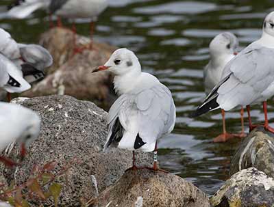 Black-headed Gull (Chroicocephalus ridibundus) [Christianshavns vold og voldgrav, Denmark]