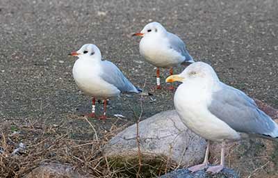 Black-headed Gull (Chroicocephalus ridibundus) [Christianshavns vold og voldgrav, Denmark]