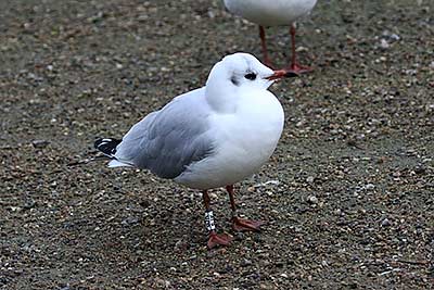 Black-headed Gull (Chroicocephalus ridibundus) [Christianshavns vold og voldgrav, Denmark]