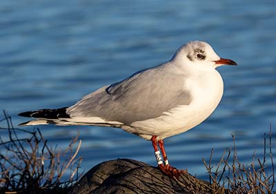 Black-headed Gull (Chroicocephalus ridibundus) [Christianshavns vold og voldgrav, Denmark]