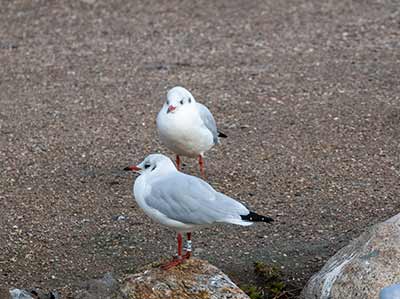 Black-headed Gull (Chroicocephalus ridibundus) [Christianshavns vold og voldgrav, Denmark]