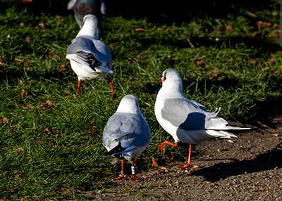 Black-headed Gull (Chroicocephalus ridibundus) [Christianshavns vold og voldgrav, Denmark]