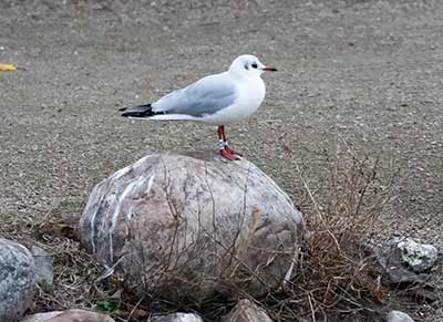 Black-headed Gull (Chroicocephalus ridibundus) [Christianshavns vold og voldgrav, Denmark]