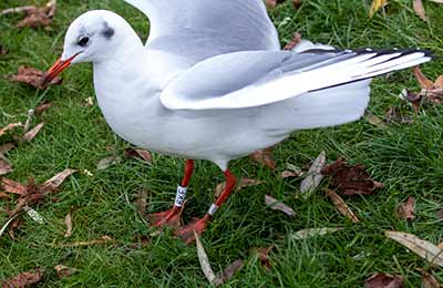 Black-headed Gull (Chroicocephalus ridibundus) [Christianshavns vold og voldgrav, Denmark]