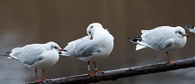 Black-headed Gull (Chroicocephalus ridibundus) [Christianshavns vold og voldgrav, Denmark]