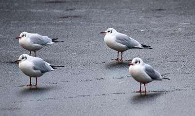 Black-headed Gull (Chroicocephalus ridibundus) [Christianshavns vold og voldgrav, Denmark]