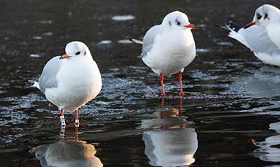 Black-headed Gull (Chroicocephalus ridibundus) [Christianshavns vold og voldgrav, Denmark]