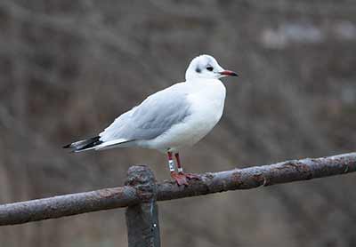 Black-headed Gull (Chroicocephalus ridibundus) [Christianshavns vold og voldgrav, Denmark]