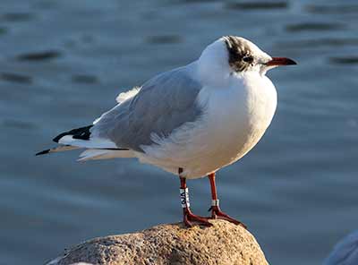Black-headed Gull (Chroicocephalus ridibundus) [Christianshavns vold og voldgrav, Denmark]