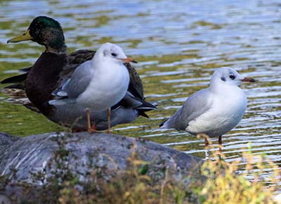 Black-headed Gull (Chroicocephalus ridibundus) [Christianshavns vold og voldgrav, Denmark]