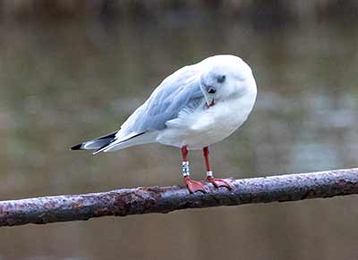 Black-headed Gull (Chroicocephalus ridibundus) [Christianshavns vold og voldgrav, Denmark]
