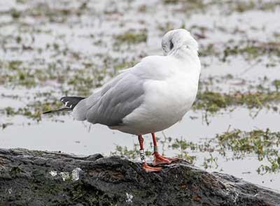 Black-headed Gull (Chroicocephalus ridibundus) [Søerne (København), Denmark]
