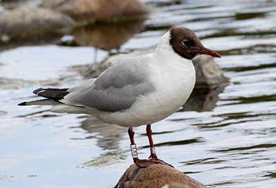 Black-headed Gull (Chroicocephalus ridibundus) [Christianshavns vold og voldgrav, Denmark]