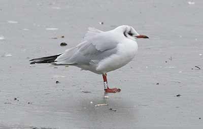 Black-headed Gull (Chroicocephalus ridibundus) [Christianshavns vold og voldgrav, Denmark]