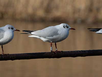 Black-headed Gull (Chroicocephalus ridibundus) [Christianshavns vold og voldgrav, Denmark]