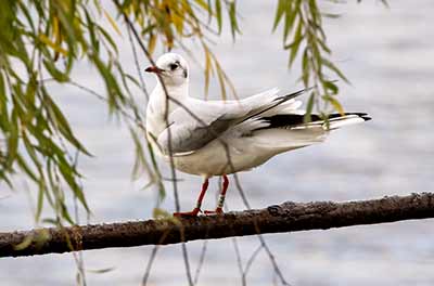 Black-headed Gull (Chroicocephalus ridibundus) [Christianshavns vold og voldgrav, Denmark]