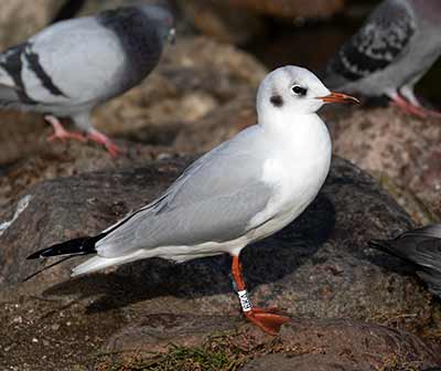 Black-headed Gull (Chroicocephalus ridibundus) [Christianshavns vold og voldgrav, Denmark]