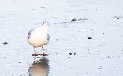 Black-headed Gull (Chroicocephalus ridibundus) [Christianshavns vold og voldgrav, Denmark]