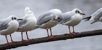 Black-headed Gull (Chroicocephalus ridibundus) [Christianshavns vold og voldgrav, Denmark]
