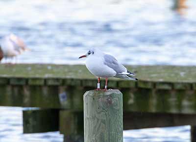Black-headed Gull (Chroicocephalus ridibundus) [Dragør, Denmark]
