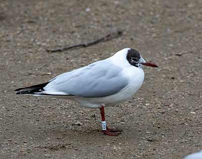 Black-headed Gull (Chroicocephalus ridibundus) [Christianshavns vold og voldgrav, Denmark]