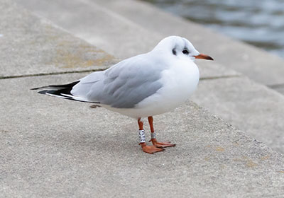 Black-headed Gull (Chroicocephalus ridibundus) [Søerne (København), Denmark]