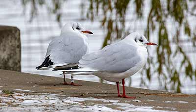 Black-headed Gull (Chroicocephalus ridibundus) [Søerne (København), Denmark]