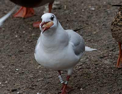 Black-headed Gull (Chroicocephalus ridibundus) [Christianshavns vold og voldgrav, Denmark]
