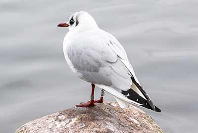 Black-headed Gull (Chroicocephalus ridibundus) [Christianshavns vold og voldgrav, Denmark]