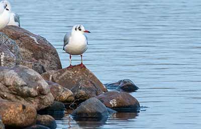 Black-headed Gull (Chroicocephalus ridibundus) [Christianshavns vold og voldgrav, Denmark]