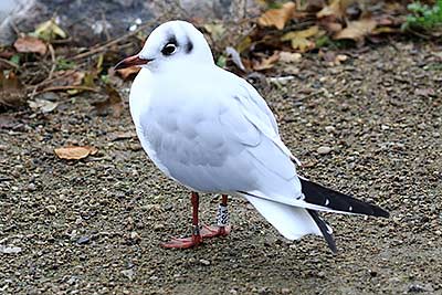 Black-headed Gull (Chroicocephalus ridibundus) [Christianshavns vold og voldgrav, Denmark]