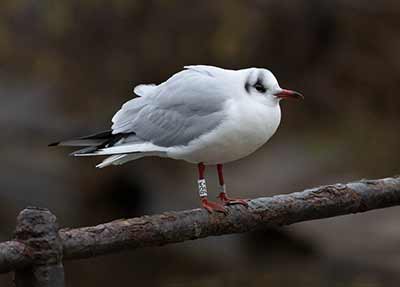 Black-headed Gull (Chroicocephalus ridibundus) [Christianshavns vold og voldgrav, Denmark]