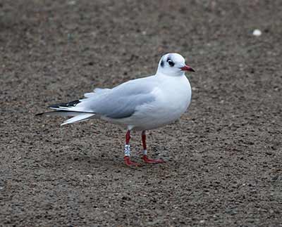 Black-headed Gull (Chroicocephalus ridibundus) [Christianshavns vold og voldgrav, Denmark]