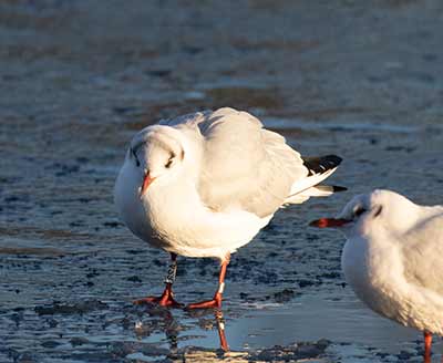 Black-headed Gull (Chroicocephalus ridibundus) [Christianshavns vold og voldgrav, Denmark]