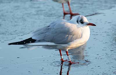 Black-headed Gull (Chroicocephalus ridibundus) [Christianshavns vold og voldgrav, Denmark]