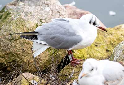Black-headed Gull (Chroicocephalus ridibundus) [Christianshavns vold og voldgrav, Denmark]