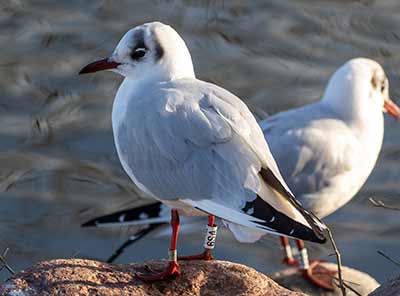 Black-headed Gull (Chroicocephalus ridibundus) [Christianshavns vold og voldgrav, Denmark]