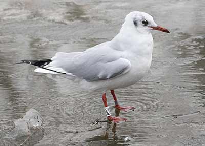 Black-headed Gull (Chroicocephalus ridibundus) [Christianshavns vold og voldgrav, Denmark]