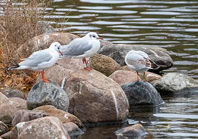 Black-headed Gull (Chroicocephalus ridibundus) [Christianshavns vold og voldgrav, Denmark]