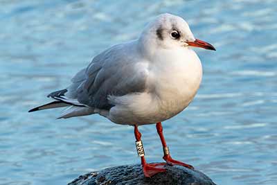 Black-headed Gull (Chroicocephalus ridibundus) [Christianshavns vold og voldgrav, Denmark]