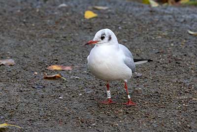 Black-headed Gull (Chroicocephalus ridibundus) [Christianshavns vold og voldgrav, Denmark]