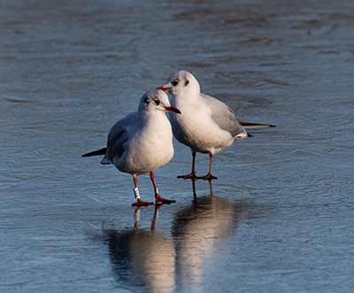 Black-headed Gull (Chroicocephalus ridibundus) [Christianshavns vold og voldgrav, Denmark]