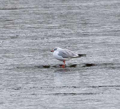 Black-headed Gull (Chroicocephalus ridibundus) [Christianshavns vold og voldgrav, Denmark]